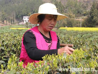 白杨坪：茶农忙采“清明茶”