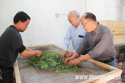 白杨坪：手工玉露传承进行时