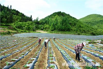 白　果：完成4000亩烟叶种植计划