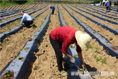 三　岔：全面完成8000亩烟苗移栽任务
