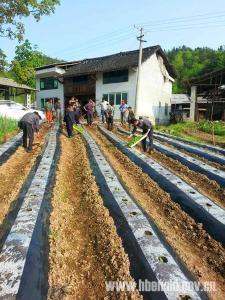 红　土：抢抓农时服务烟叶大田移栽
