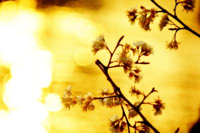 胡礼忠诗集入选全国少数民族文学重点作品扶持项目