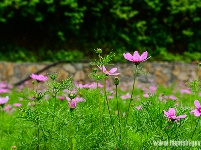 “花经济”添彩恩施旅游