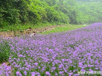 “花经济”添彩恩施旅游