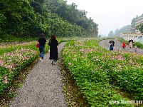 “花经济”添彩恩施旅游