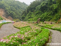 “花经济”添彩恩施旅游