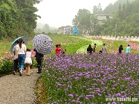 “花经济”添彩恩施旅游