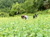 （锐眼看恩施）贫困村里的扶贫博士