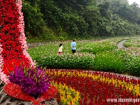 “花经济”添彩恩施旅游