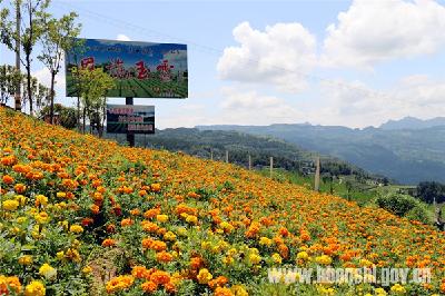 屯　堡：沿最美旅游通道探寻夏日花事