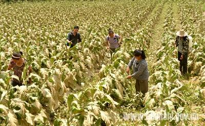 （灾情现场）生产自救只争朝夕