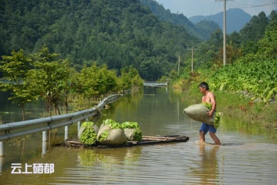 高温下简易木筏抢收受损烟叶