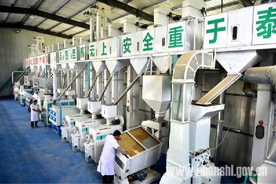 （精准扶贫）企业给力稻农增收