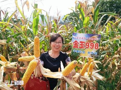 白果玉米进入收获期农民采收忙