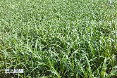 草荣牛壮正当时