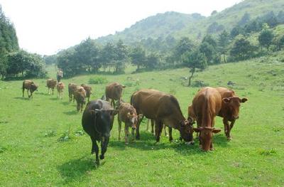 恩施将举办 “黄牛选美大赛”
