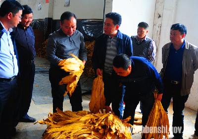 市领导督办烟叶收购工作