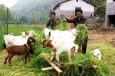 恩施市畜牧产业建设渐入佳境