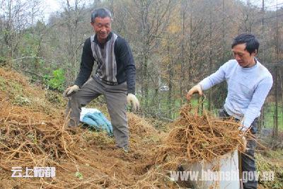 沐抚前山村牛膝丰收促脱贫