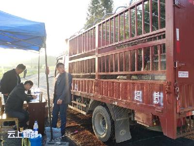 “选美大赛”，牛美、畜牧人更美