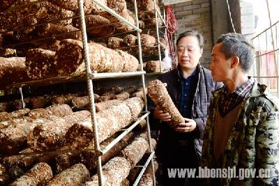（精准扶贫）茶乡淡季种香菇
