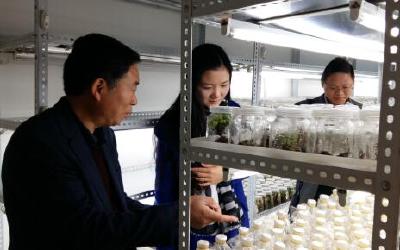 市农业局：国家级马铃薯良种繁育基地创建工作获省专家组肯定