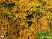 绝壁上的村庄千年银杏惊艳引羡