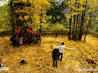 绝壁上的村庄千年银杏惊艳引羡