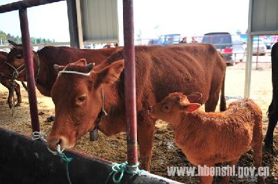 恩施黄牛“选美”最帅公牛最美母牛揭晓