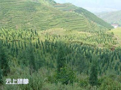 恩施市林业局安排布署森林湿地资源动态监测工作