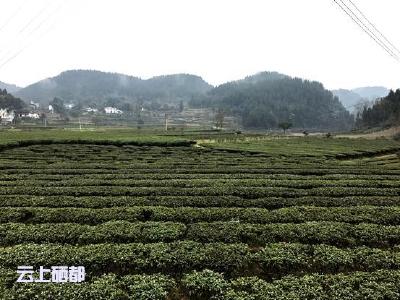 新华网：第一书记的“小目标”和白果树村的“大心愿”