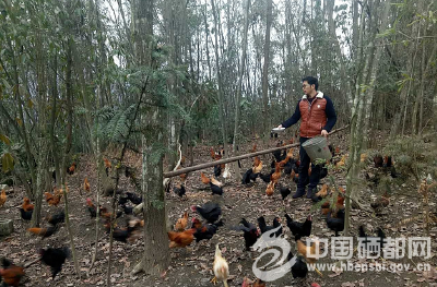 马德鹏：养鸡也玩“私人定制”