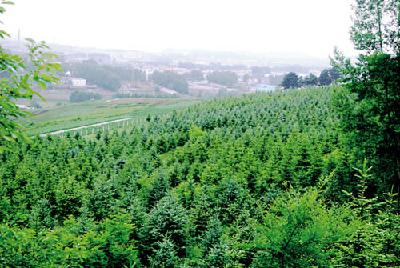 林权中心:三项措施为森林穿上“防护衣”