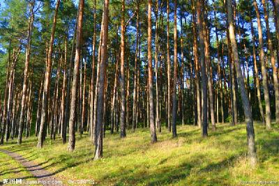 恩施市三项措施为森林穿上“防护衣”