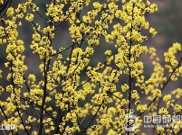 春的韵味