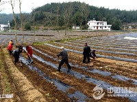 （锐眼看恩施）三岔抢搭马铃薯主粮化快车