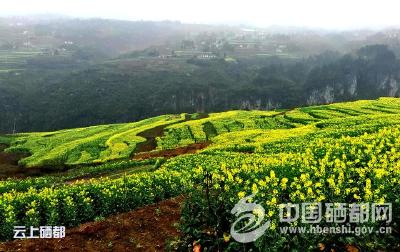 屯　堡：高产“油菜树”花开田凤坪