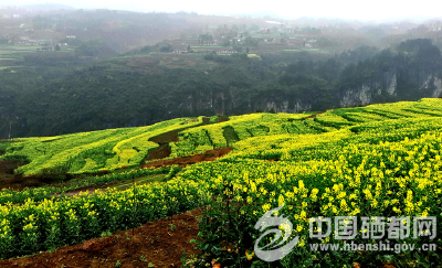 屯　堡：高产“油菜树”花开田凤坪