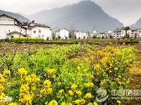 麂子渡“农旅合一”春意浓