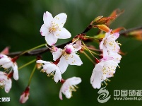 春的韵味
