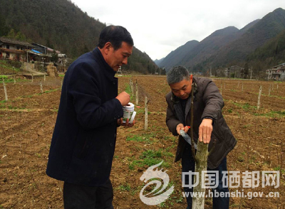 板　桥：发展核桃产业 助推精准扶贫