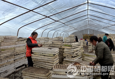 烟叶育苗正当时（图）
