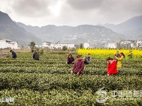 麂子渡“农旅合一”春意浓