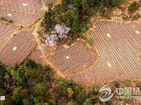 （锐眼看恩施）三岔抢搭马铃薯主粮化快车