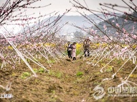 麂子渡“农旅合一”春意浓