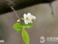 恩施初春美如画