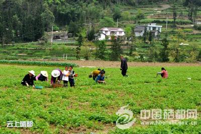 屯　堡：“长寿草”助村民增收致富