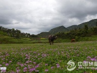 姿态万千鳝孔坝