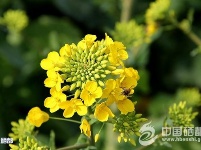恩施初春美如画