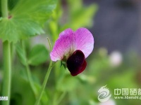 恩施初春美如画